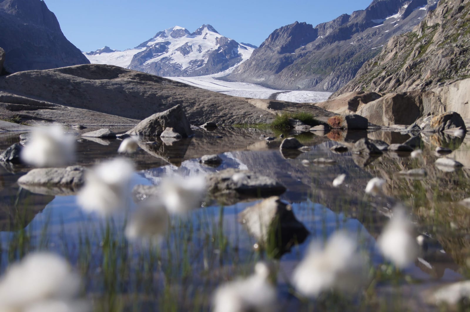 Wollgras an einem Bergsee mit Gletscher und Bergpanorama